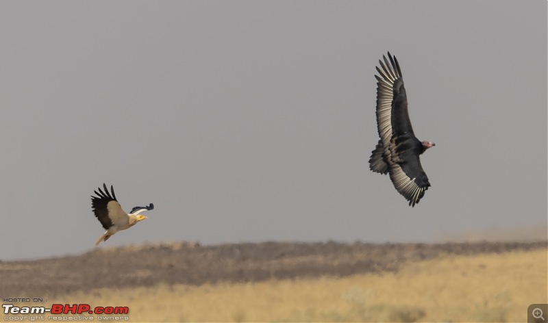 Not so deserted Thar desert: Photolog-egyp-red-headed.jpg