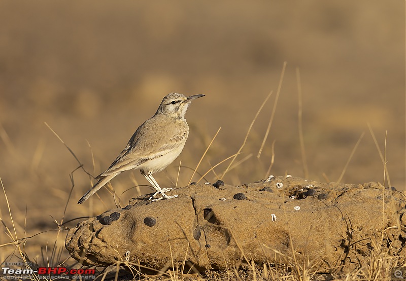 Not so deserted Thar desert: Photolog-hop-lark.jpg