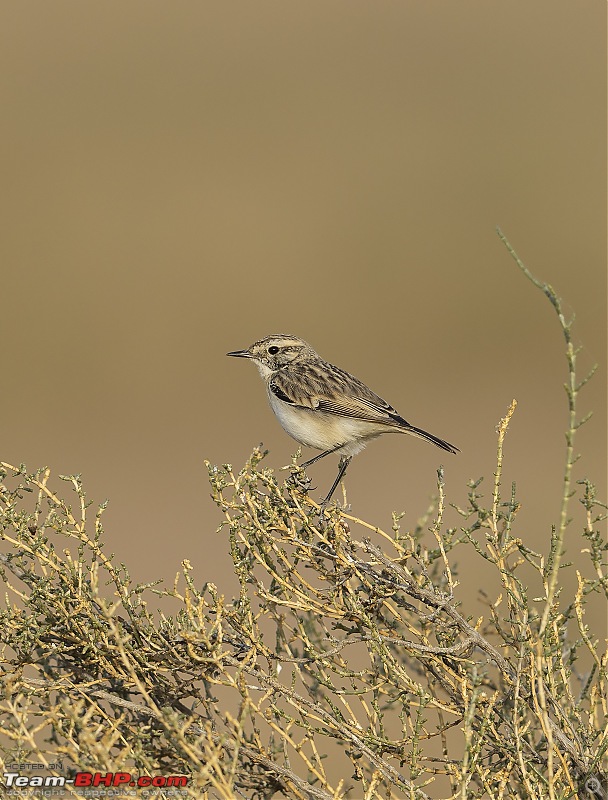 Not so deserted Thar desert: Photolog-sto-bushchat.jpg