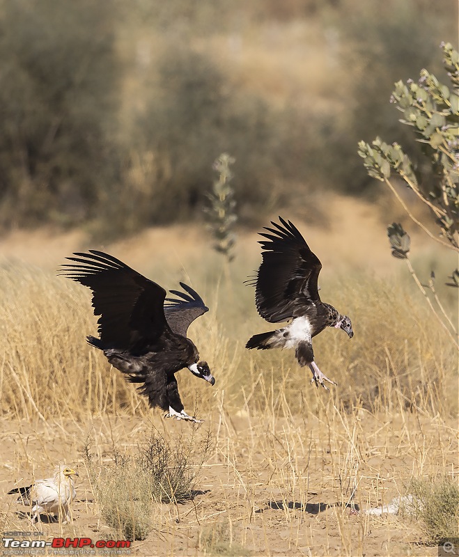 Not so deserted Thar desert: Photolog-cin-red-v.jpg