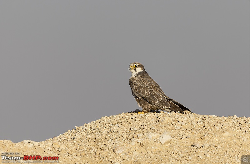 Not so deserted Thar desert: Photolog-laggar-f.jpg