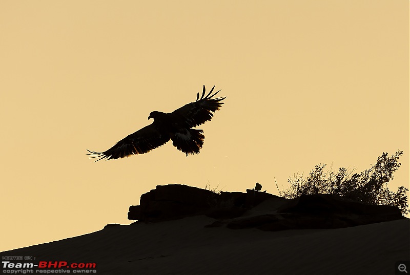 Not so deserted Thar desert: Photolog-eag-silh.jpg