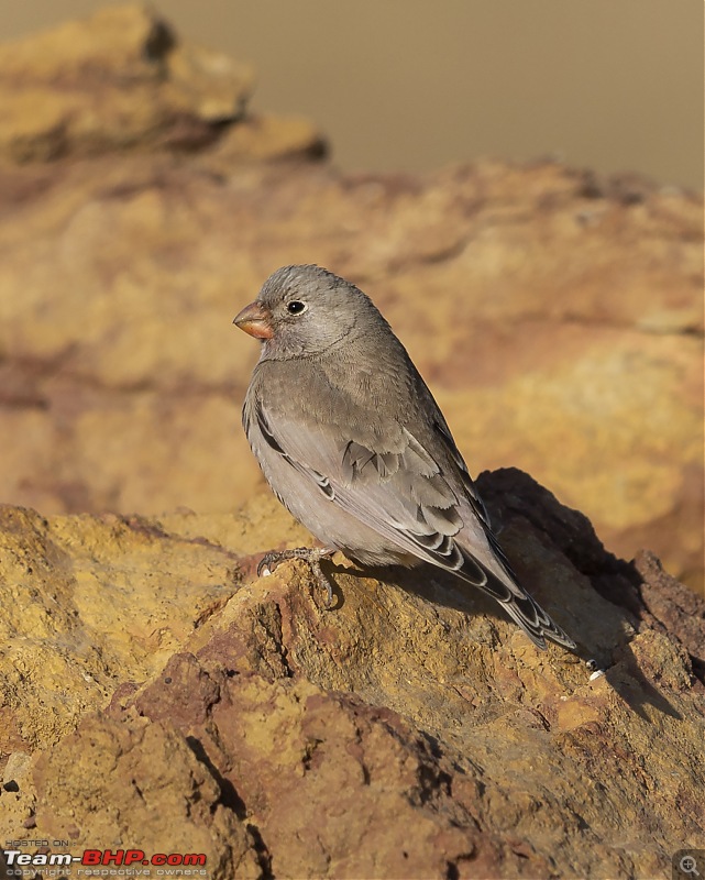 Not so deserted Thar desert: Photolog-trump-finch-portrait.jpg