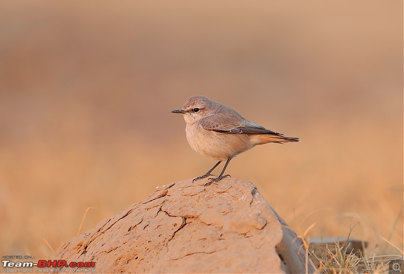 Not so deserted Thar desert: Photolog-red-tailed-wheatear.jpg