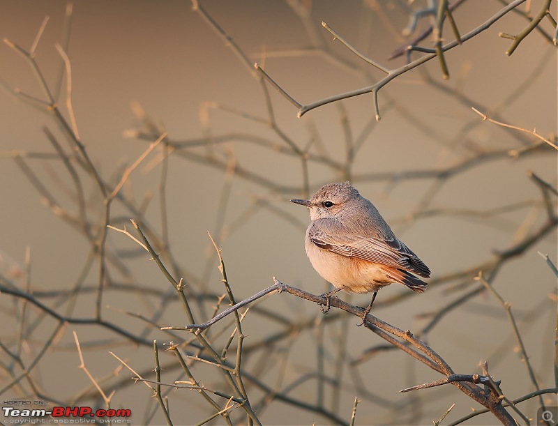 Not so deserted Thar desert: Photolog-red-tw-clutter.jpg