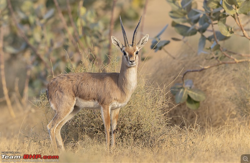 Not so deserted Thar desert: Photolog-chinkara.jpg