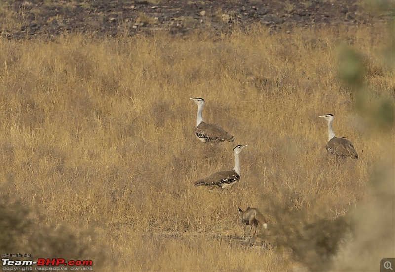 Not so deserted Thar desert: Photolog-fox-gib3.jpg