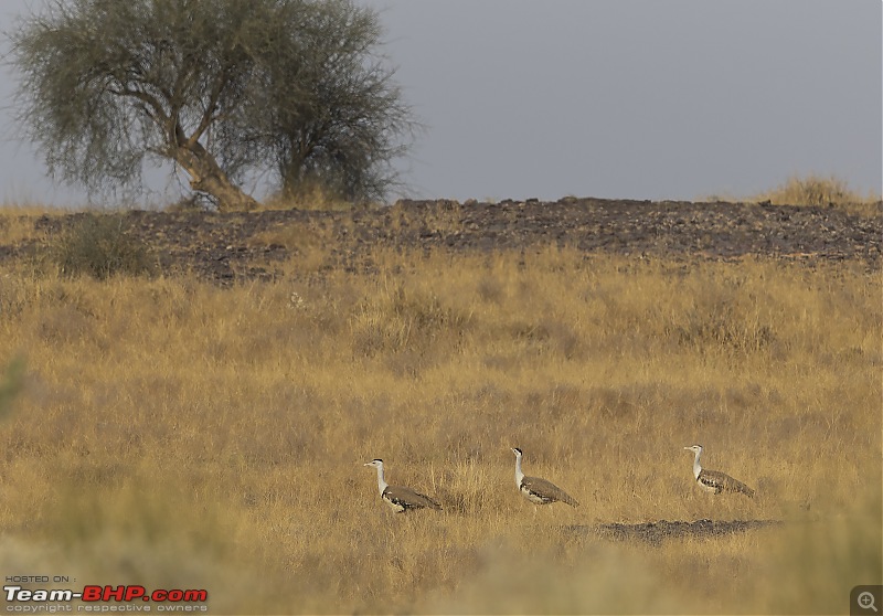 Not so deserted Thar desert: Photolog-gib-3together.jpg