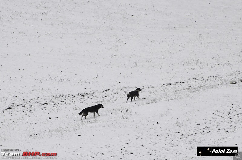 Chasing the Snow | Winter in Kashmir-dsc_2710.jpg