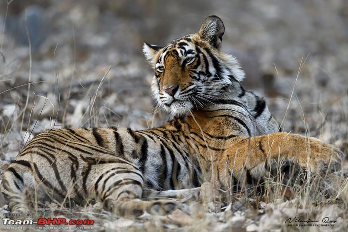 Noori, A Beautiful Tigress From Ranthambore National Park - Team-bhp