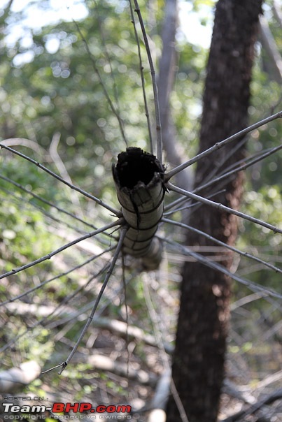 Haiku From The Dangs (The Forest Belt Of Gujarat)-bamboo_magic.jpg