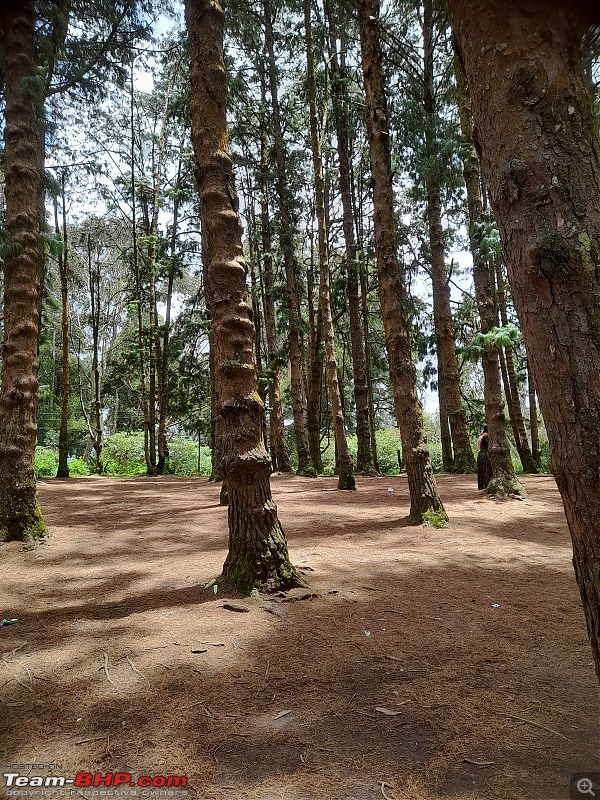 Trip from Pondy to Palani, Ooty,Wayanad and Mysuru-37.-pine-tree-park.jpg
