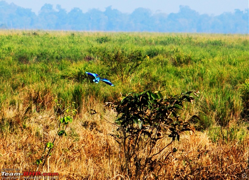 A trip to Arunachal Pradesh - Nameri National Park-img_6536c.jpg