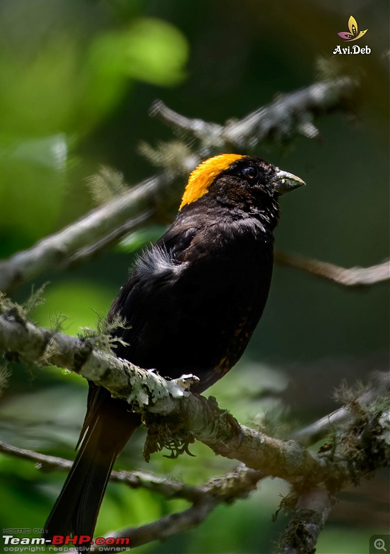 Snow and Birds tour in an Innova Crysta-zuluk7500-12-27_watermarked.jpg