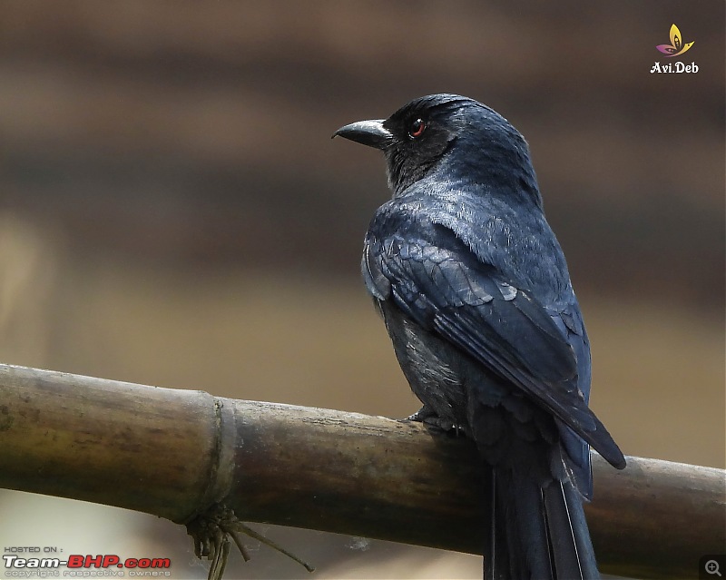 Snow and Birds tour in an Innova Crysta-zuluk-p950-7-24_watermarked.jpg