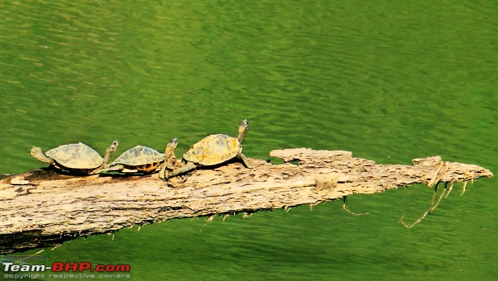 A trip to Arunachal Pradesh - Nameri National Park-img_6512c.jpg