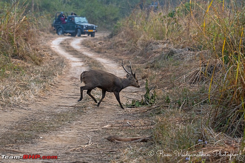 A winter sojourn to Jim Corbett National Park-dsc_50492.jpg