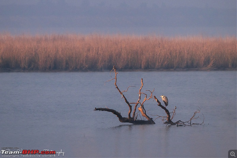 A winter sojourn to Jim Corbett National Park-dsc_50862.jpg