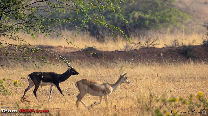 TheRedSparkle Story: In Search of Blackbucks-img_4285.jpg