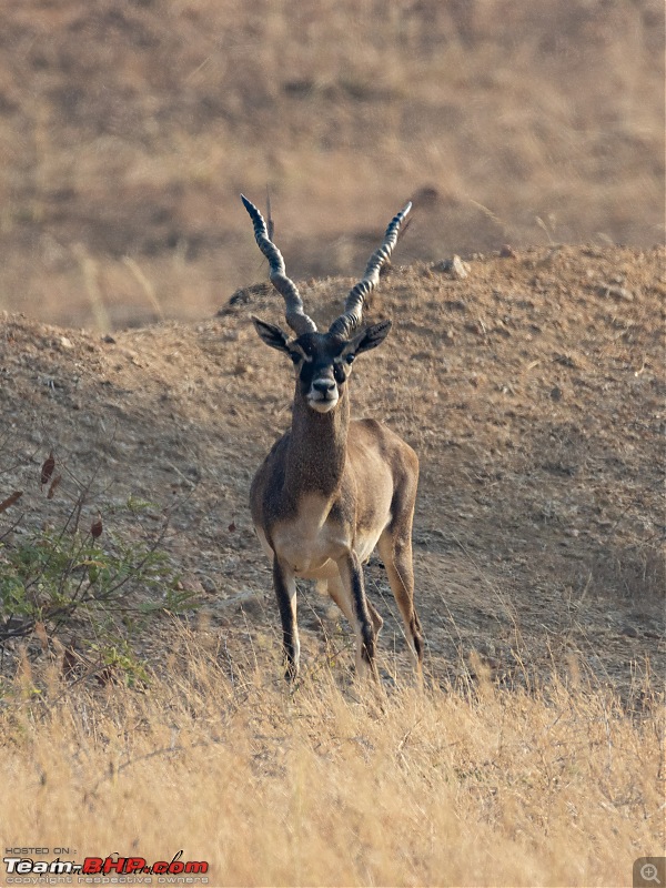 TheRedSparkle Story: In Search of Blackbucks-img_4296.jpg