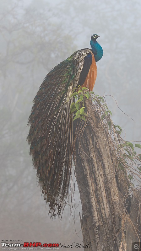 TheRedSparkle Story: B for Bandipur, B for Birding!-img_4331.jpg