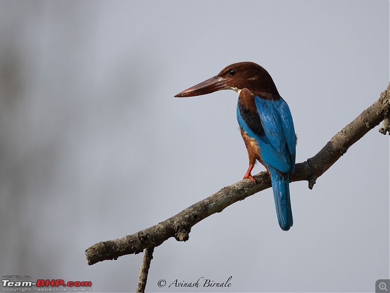 TheRedSparkle Story: B for Bandipur, B for Birding!-img_4334.jpg