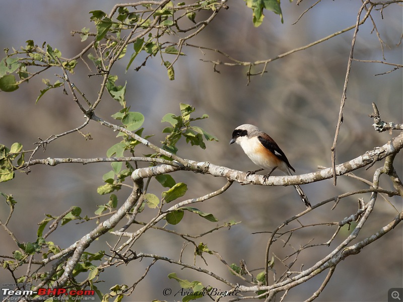 TheRedSparkle Story: B for Bandipur, B for Birding!-img_4338.jpg