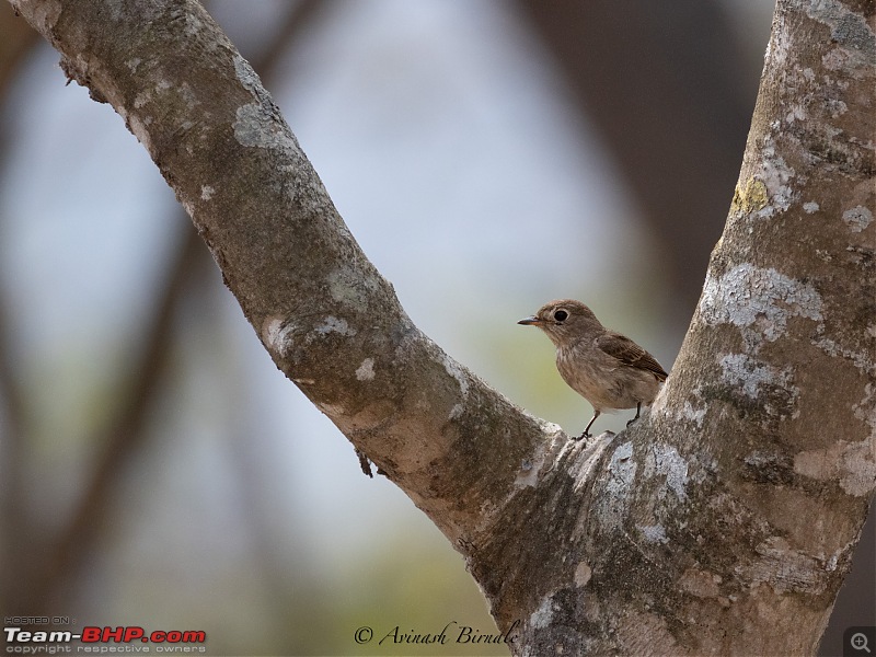 TheRedSparkle Story: B for Bandipur, B for Birding!-img_4342.jpg