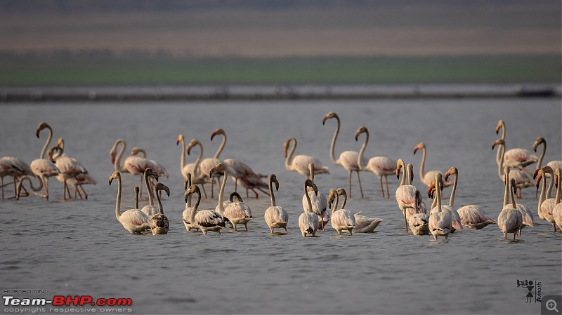 TheRedSparkle Story: In Search of Flamingoes-img_4571.jpg