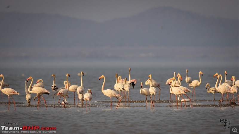 TheRedSparkle Story: In Search of Flamingoes-img_4558.jpg