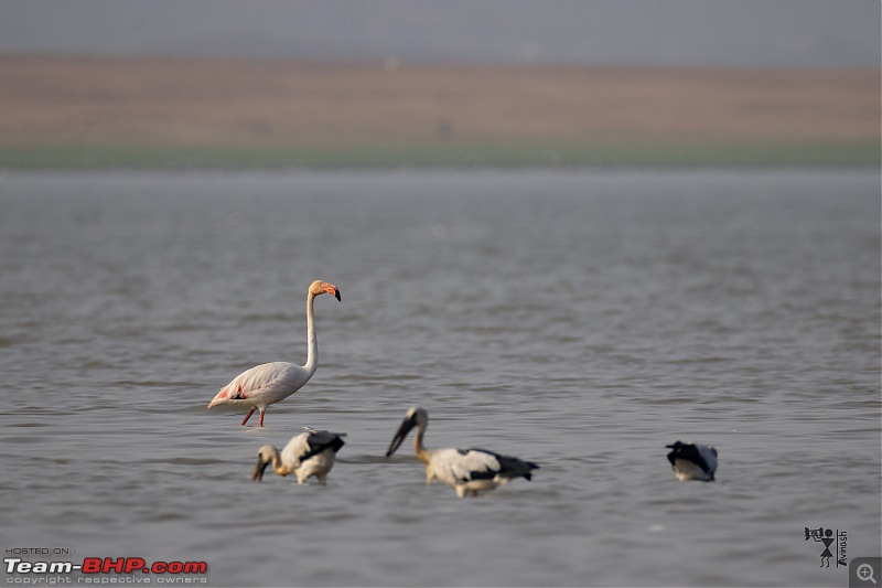 TheRedSparkle Story: In Search of Flamingoes-img_4547.jpg