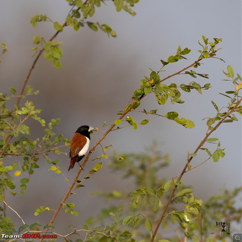 TheRedSparkle Story: In Search of Flamingoes-img_4557.jpg