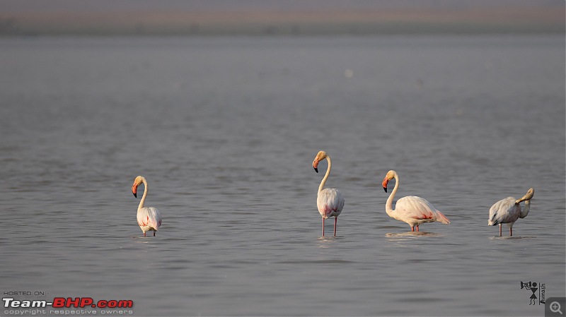 TheRedSparkle Story: In Search of Flamingoes-img_4551.jpg