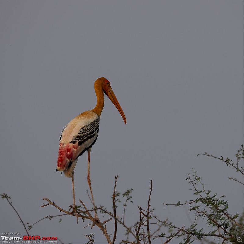 TheRedSparkle Story: In Search of Flamingoes-img_4544.jpg