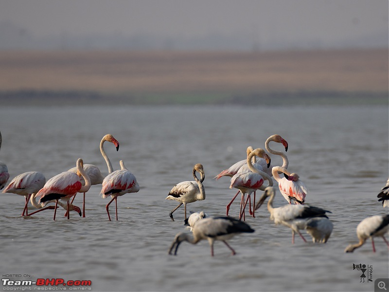 TheRedSparkle Story: In Search of Flamingoes-img_4545.jpg