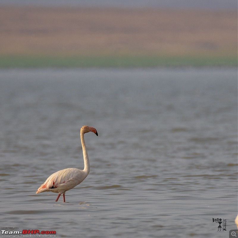 TheRedSparkle Story: In Search of Flamingoes-img_4568.jpg