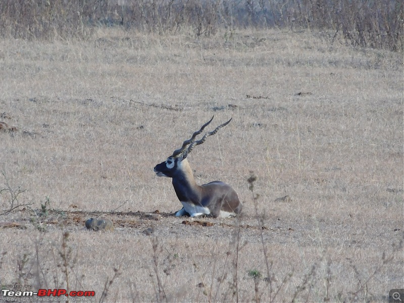 A Day in the Life of a Blackbuck Fanatic-dscn2210.jpg