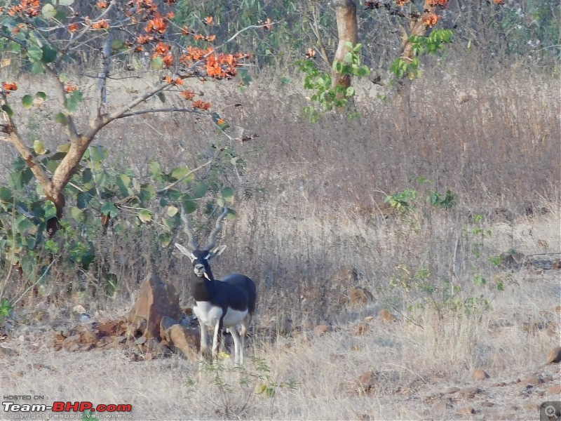 A Day in the Life of a Blackbuck Fanatic-dscn2216.jpg