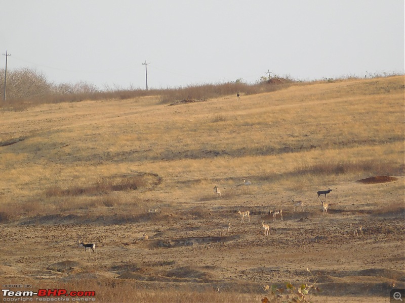 A Day in the Life of a Blackbuck Fanatic-dscn2219.jpg