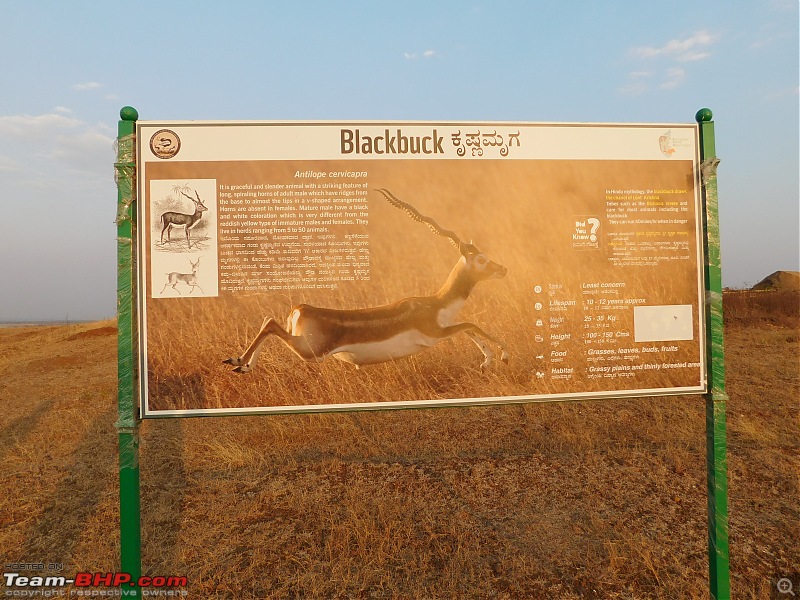 A Day in the Life of a Blackbuck Fanatic-dscn2238.jpg