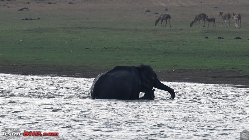 Kabini | After a long gap-008.jpg