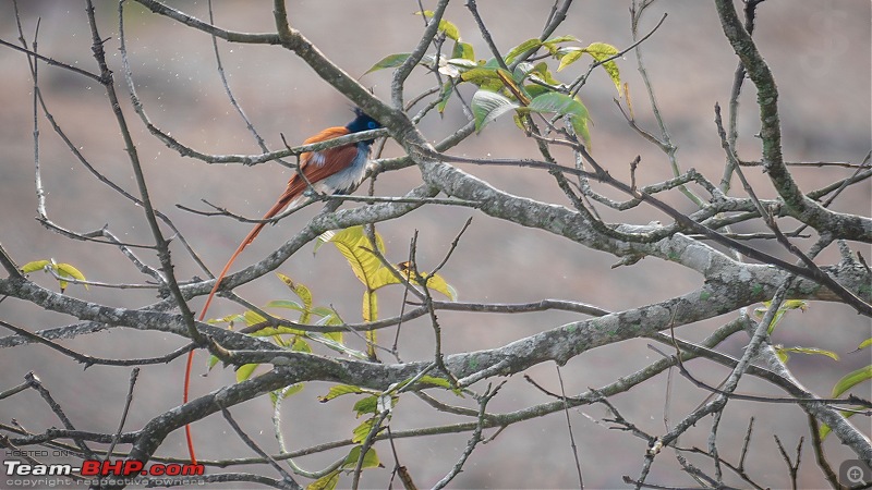 Kabini | After a long gap-017.jpg