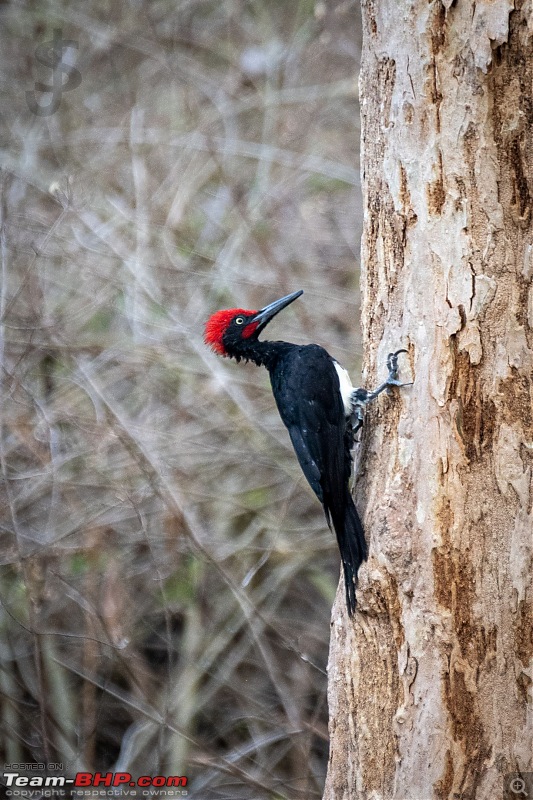 Kabini | After a long gap-019.jpg