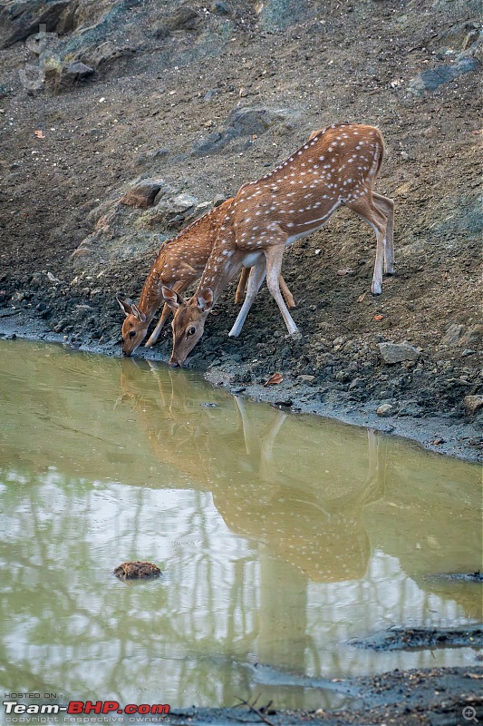 Kabini | After a long gap-021.jpg