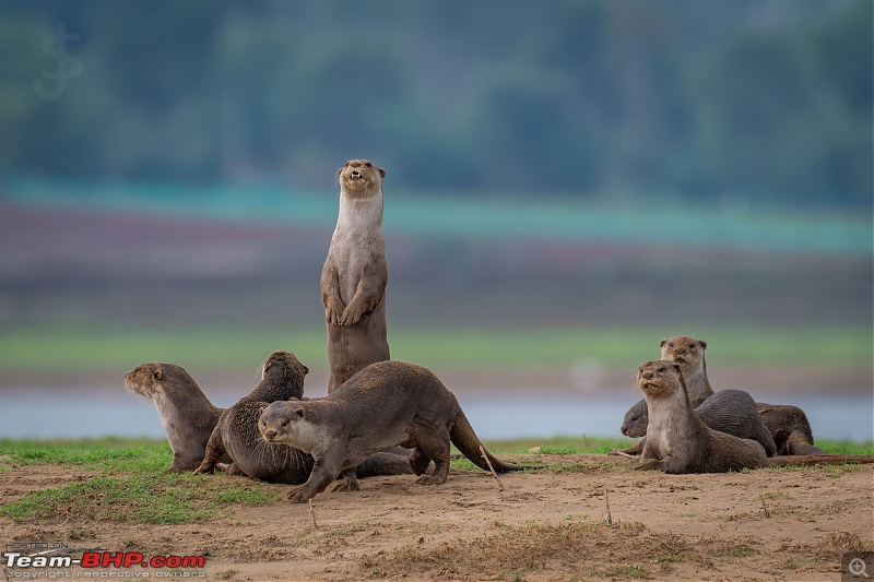 Kabini | After a long gap-025.jpg