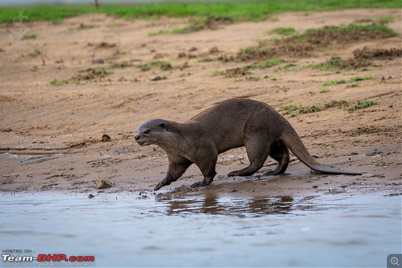 Kabini | After a long gap-026.jpg