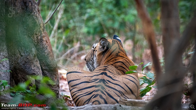 Corbett | Close encounters of the Tiger kind-ctr06244k030.jpg