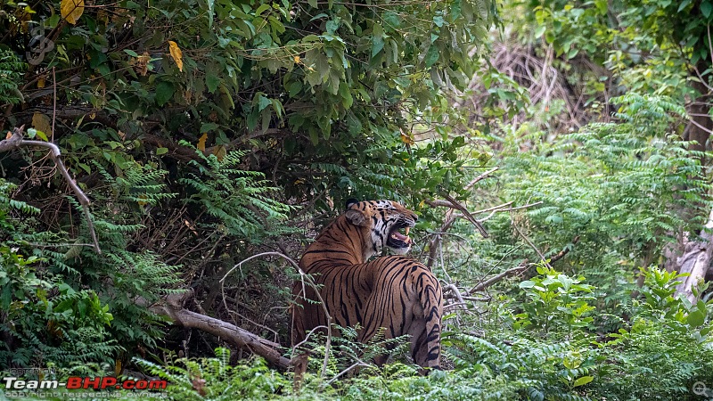 Corbett | Close encounters of the Tiger kind-ctr06244k045.jpg