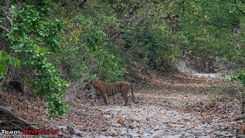 Corbett | Close encounters of the Tiger kind-ctr06244k048.jpg
