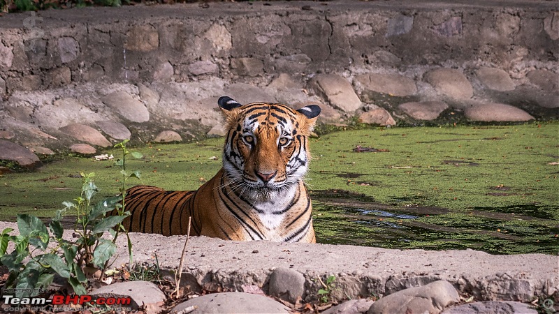 Corbett | Close encounters of the Tiger kind-ctr06244k063.jpg